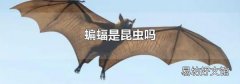 蝙蝠是昆虫吗