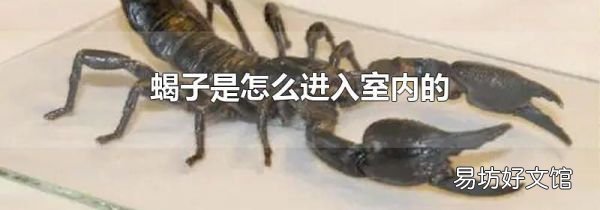 蝎子是怎么进入室内的