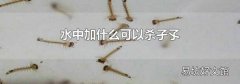 水中加什么可以杀孑孓