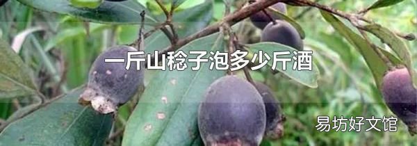 一斤山稔子泡多少斤酒