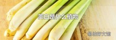 茭白是什么植物