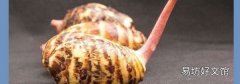 芋頭發(fā)芽能吃嗎