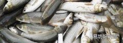 死魚能吃嗎