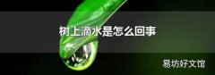 樹(shù)上滴水是怎么回事