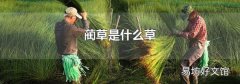 藺草是什么草