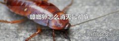 蟑螂卵怎么消滅最徹底