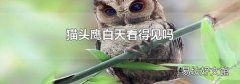 貓頭鷹白天看得見嗎