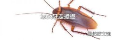 怎么趕走蟑螂