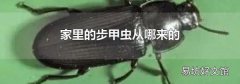 家里的步甲蟲從哪來的