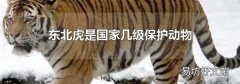 東北虎是國家?guī)准壉Ｗo動物