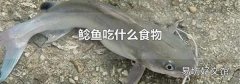 鯰魚吃什么食物