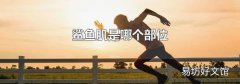 鲨鱼肌是哪个部位