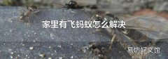 家里有飞蚂蚁怎么解决