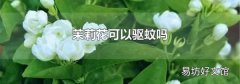 茉莉花可以驱蚊吗
