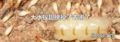 大水蟻翅膀掉了去哪了