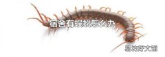 宿舍有蜈蚣怎么辦