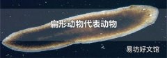 扁形动物代表动物