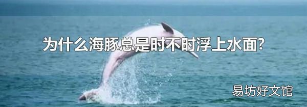 為什么海豚總是時(shí)不時(shí)浮上水面?