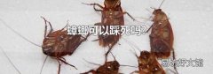 蟑螂可以踩死嗎?