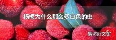 楊梅為什么那么多白色的蟲