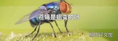 苍蝇是蛆变的吗