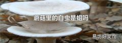 蘑菇里的白蟲是蛆嗎