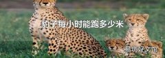 豹子每小時能跑多少米