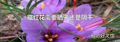 藏红花需要晒干还是阴干