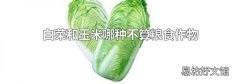 白菜和玉米哪種不算糧食作物