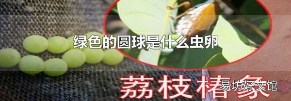 绿色的圆球是什么虫卵