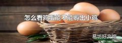 怎么看鸡蛋能不能孵出小鸡