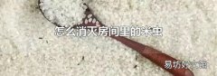 怎么消灭房间里的米虫