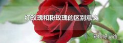 红玫瑰和粉玫瑰的区别意义