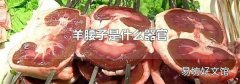 羊腰子是什么器官