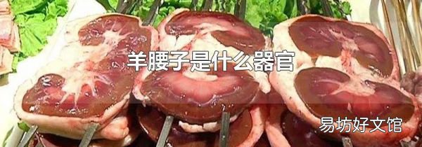 羊腰子是什么器官