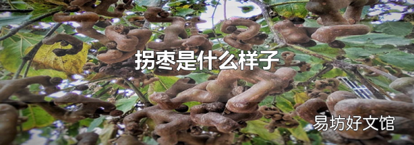 拐棗是什么樣子