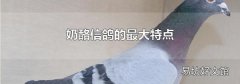 奶酪信鴿的最大特點(diǎn)