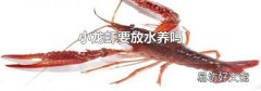 小龍蝦要放水養(yǎng)嗎