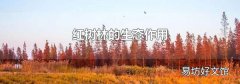 紅樹(shù)林的生態(tài)作用