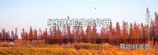 紅樹林的生態(tài)作用