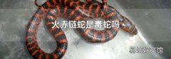 火赤鏈蛇是毒蛇嗎