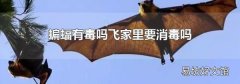 蝙蝠有毒吗飞家里要消毒吗