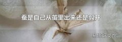 蚕是自己从茧里出来还是剪开