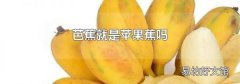 芭蕉就是苹果蕉吗