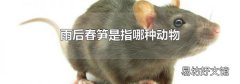 雨后春笋是指哪种动物