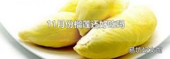 11月份榴莲还好吃吗