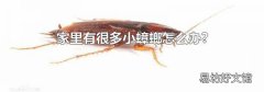 家里有很多小蟑螂怎么办?