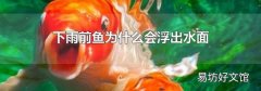 下雨前魚為什么會(huì)浮出水面