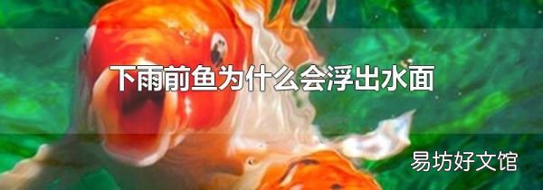 下雨前魚為什么會(huì)浮出水面