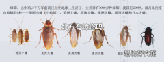 北方有蟑螂吗